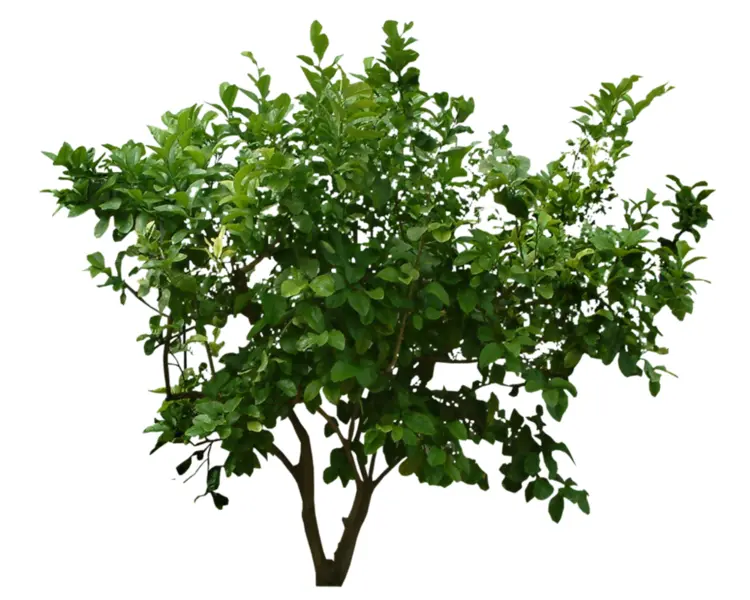 Green Tree with Leaves