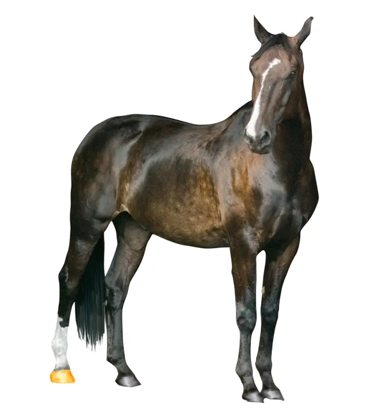 Standing horse with white markings
