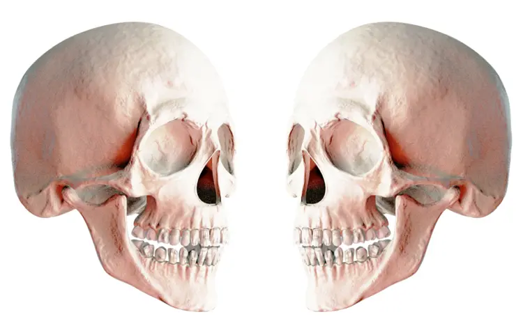 Two Human Skulls