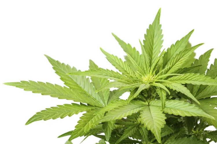 Green Cannabis Leaves