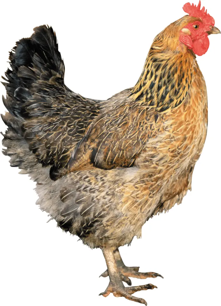 Brown and Black Chicken