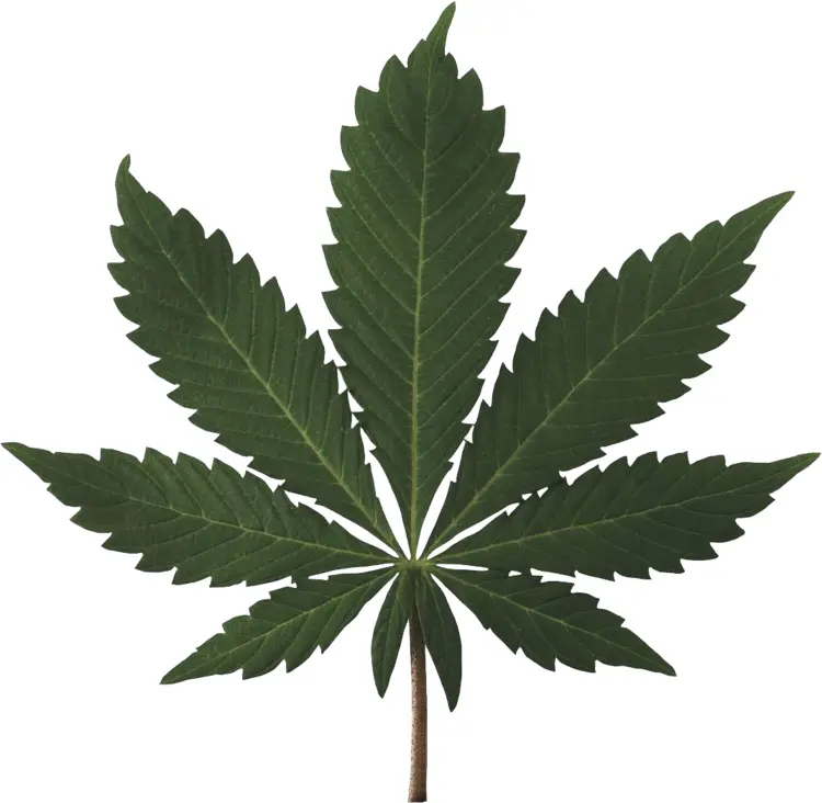 Green Cannabis Leaf