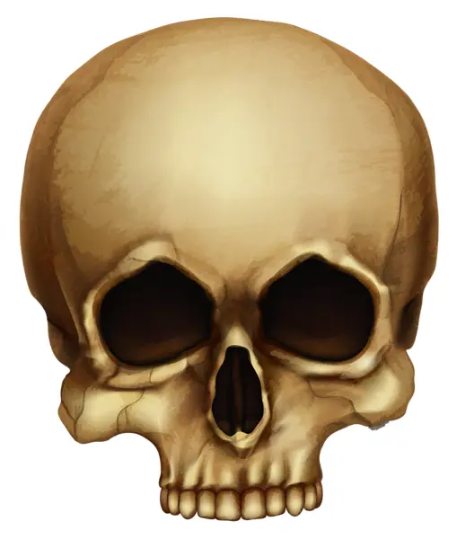 Realistic Human Skull