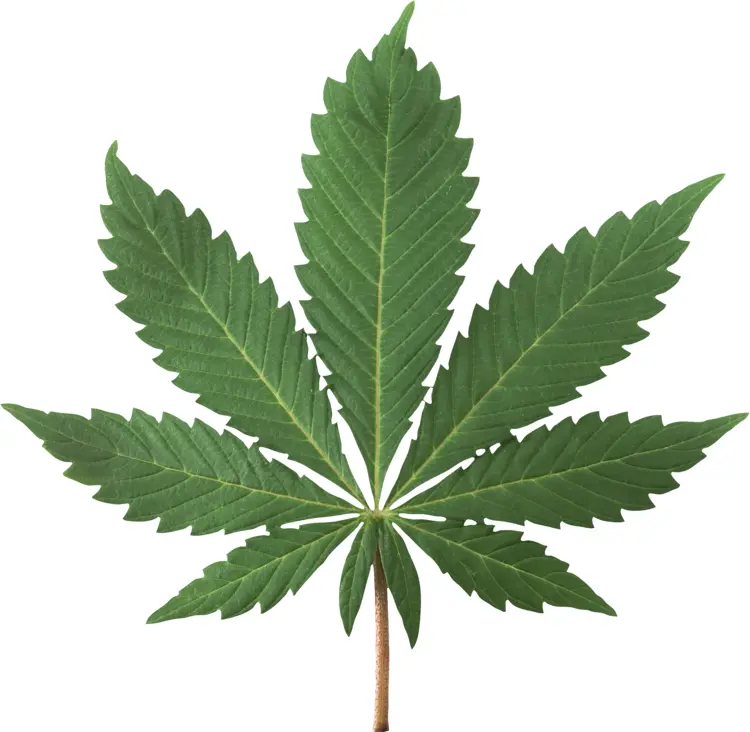 Green Cannabis Leaf