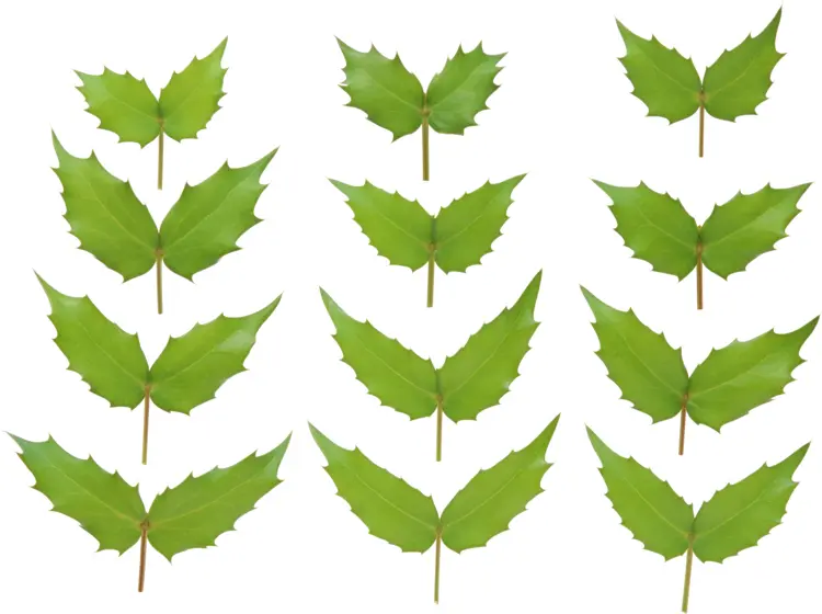 Various Green Leaves in Nature