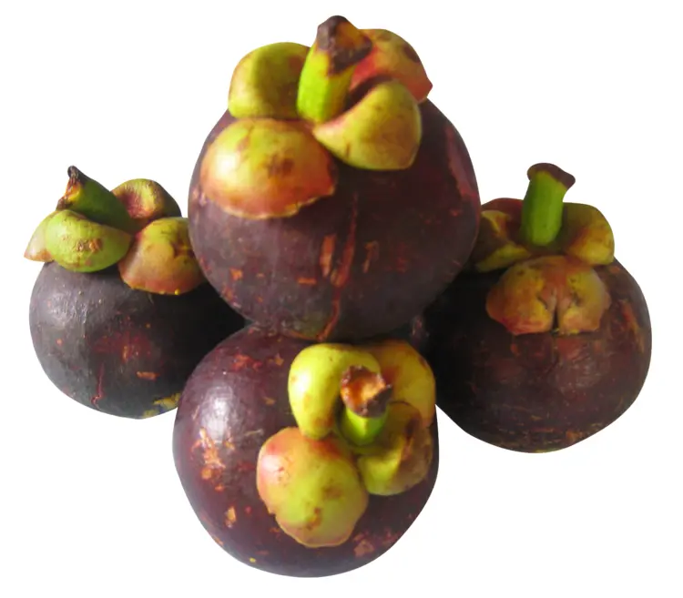 Cluster of Mangosteen Fruits