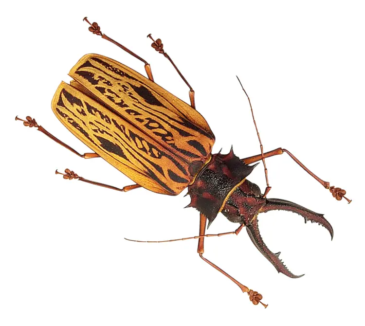 Yellow and Black Beetle on Transparent Background
