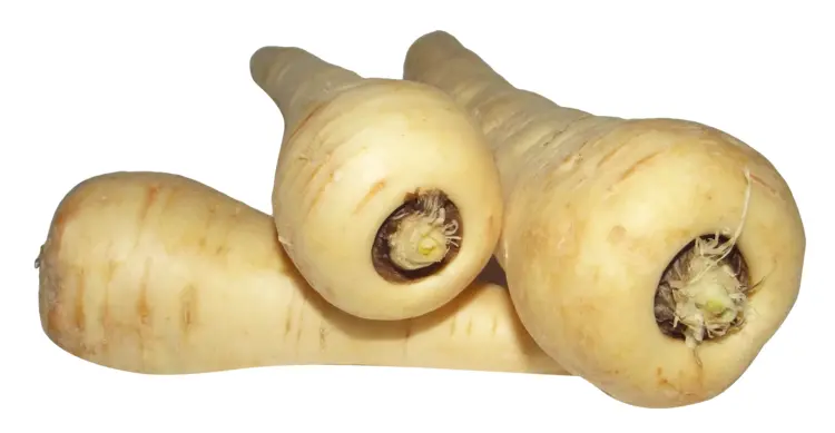 Fresh Parsnips