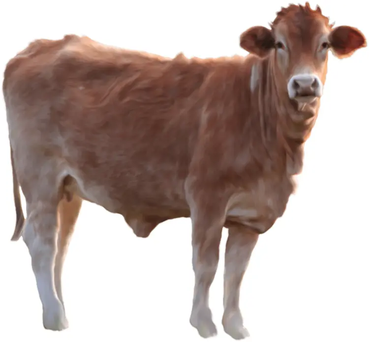 Brown Cow