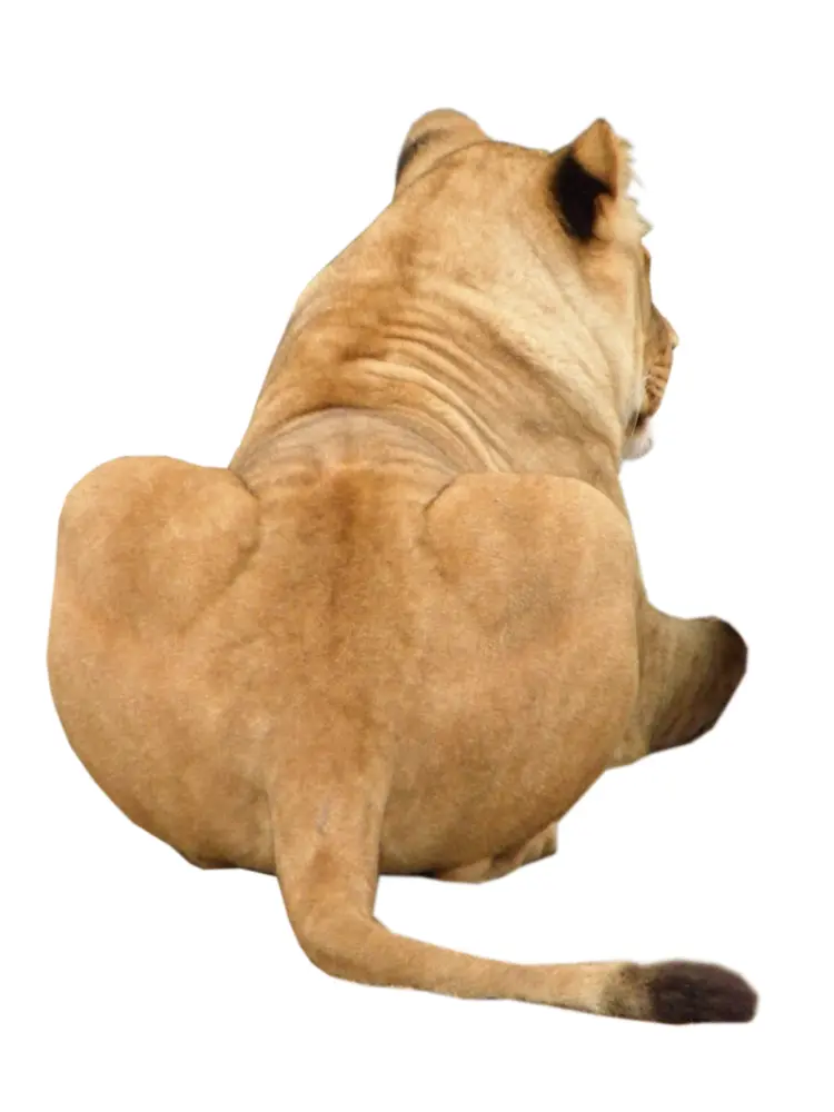 Lion Sitting
