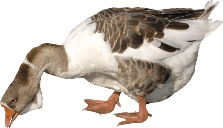 Goose Pecking on Ground