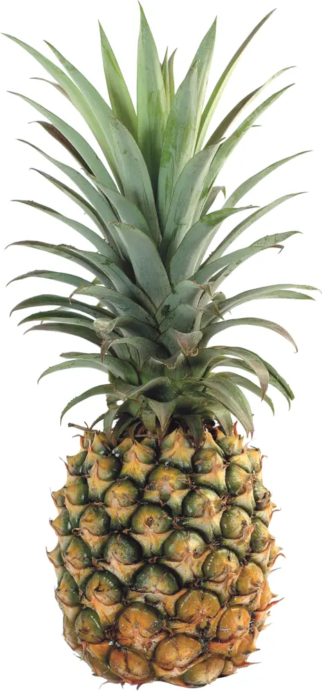 Fresh Pineapple with Green Leaves