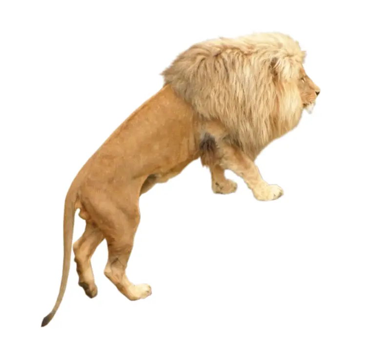 Lion Walking