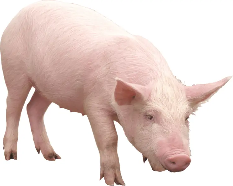 Cute Pink Pig on Farm