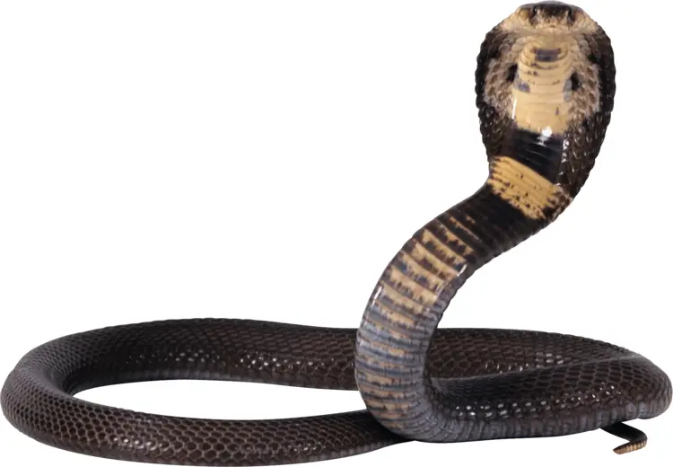 Cobra in Defensive Posture
