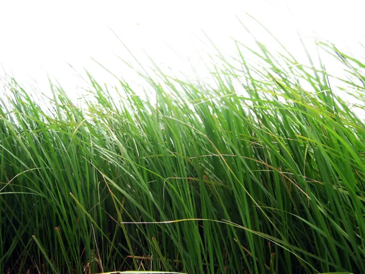 Lush Green Grass Blades
