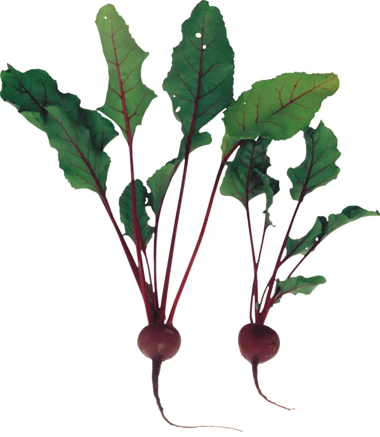 Fresh Beetroot with Green Leaves