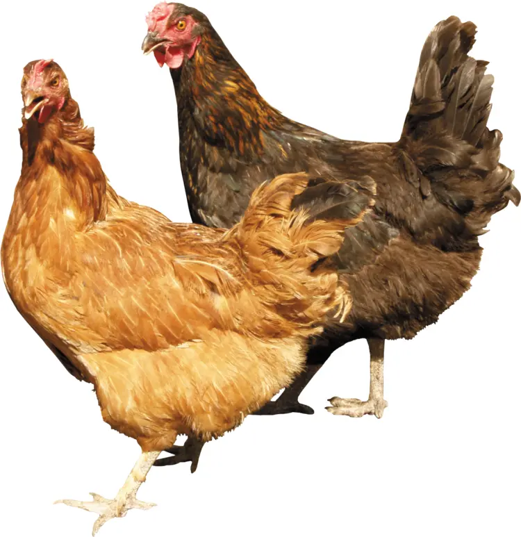 Brown and Black Chickens on Farm
