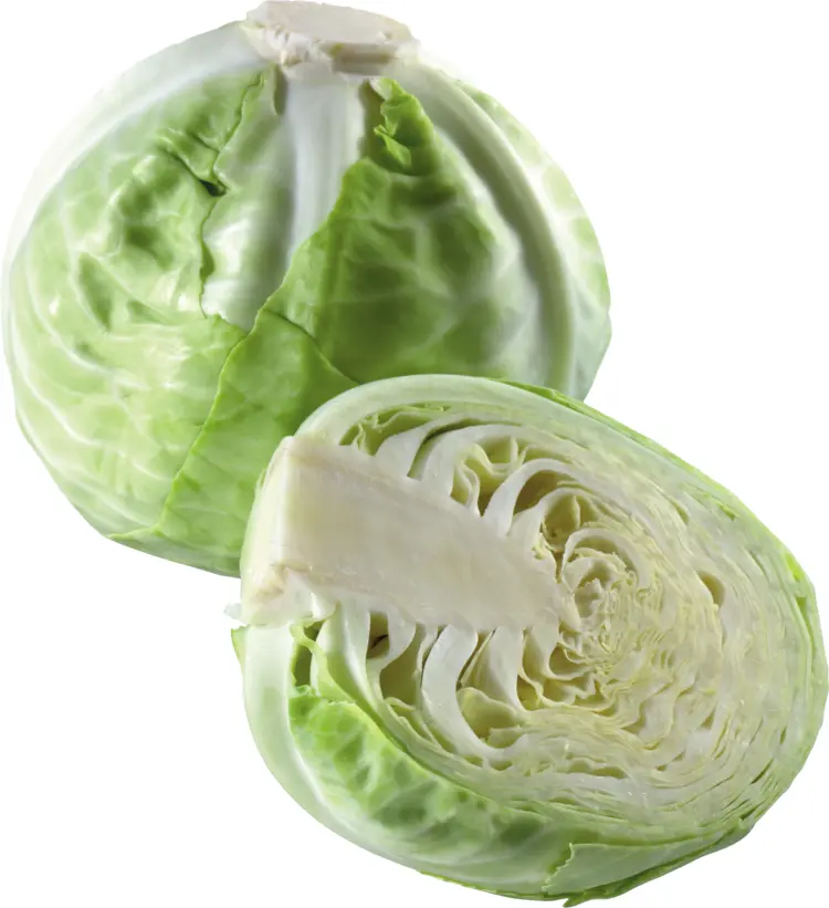 Sliced Green Cabbage