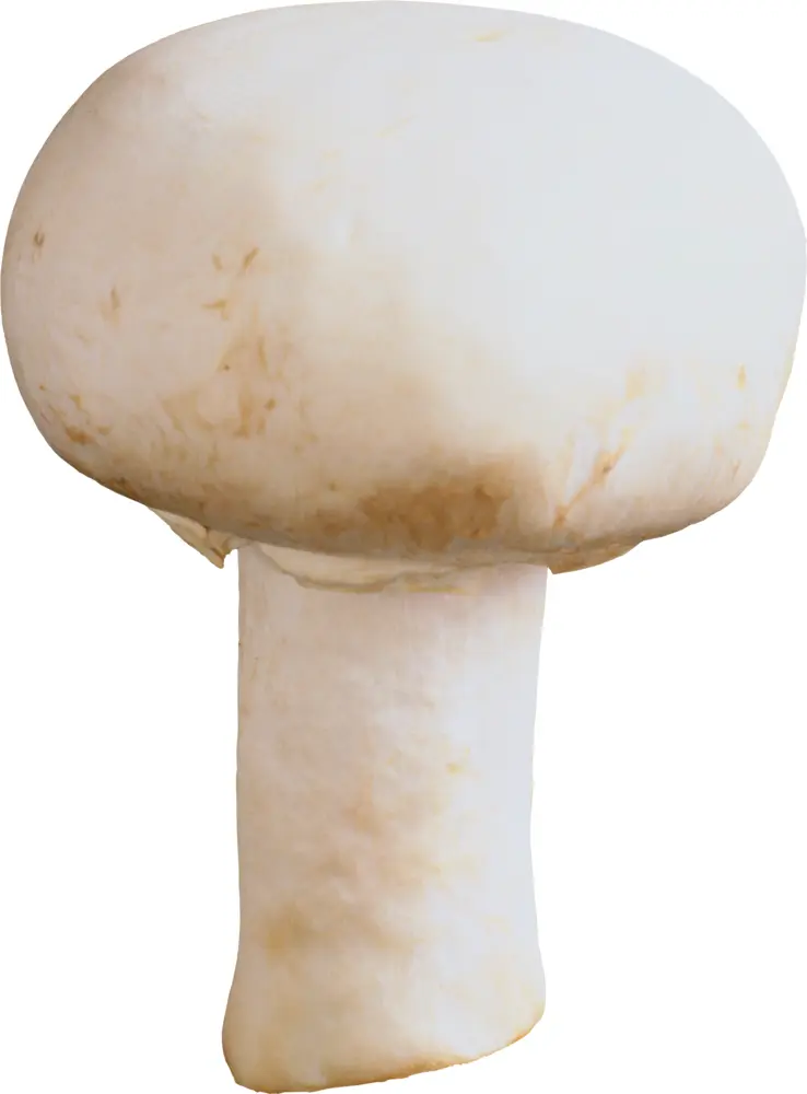 Single White Mushroom