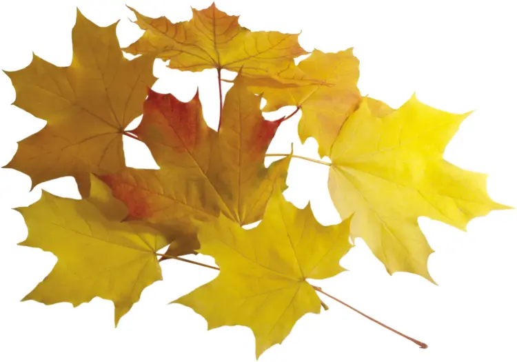 Yellow Leaves in Autumn