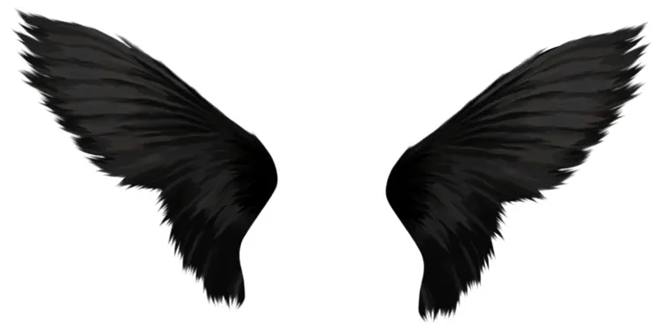Mysterious Black Wings Illustration