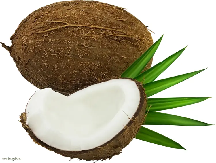 Brown Coconut with Green Leaves
