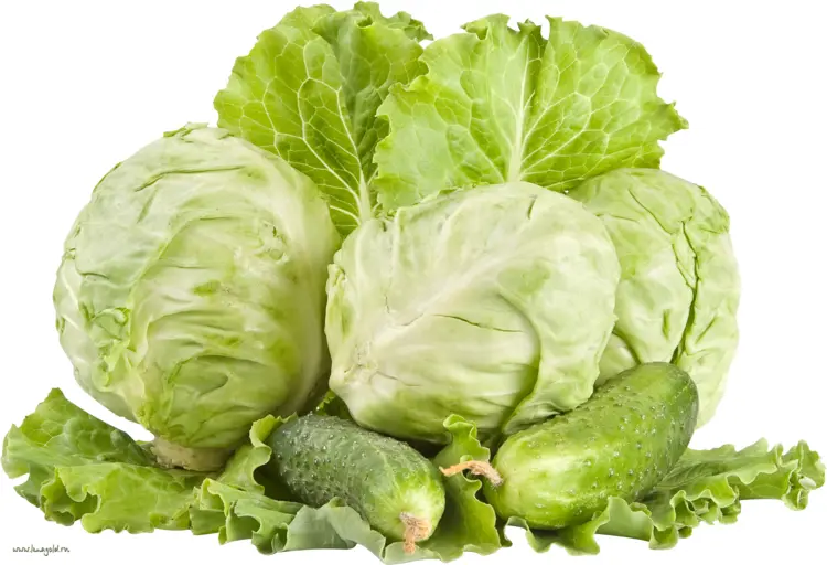 Fresh Cabbages and Cucumbers