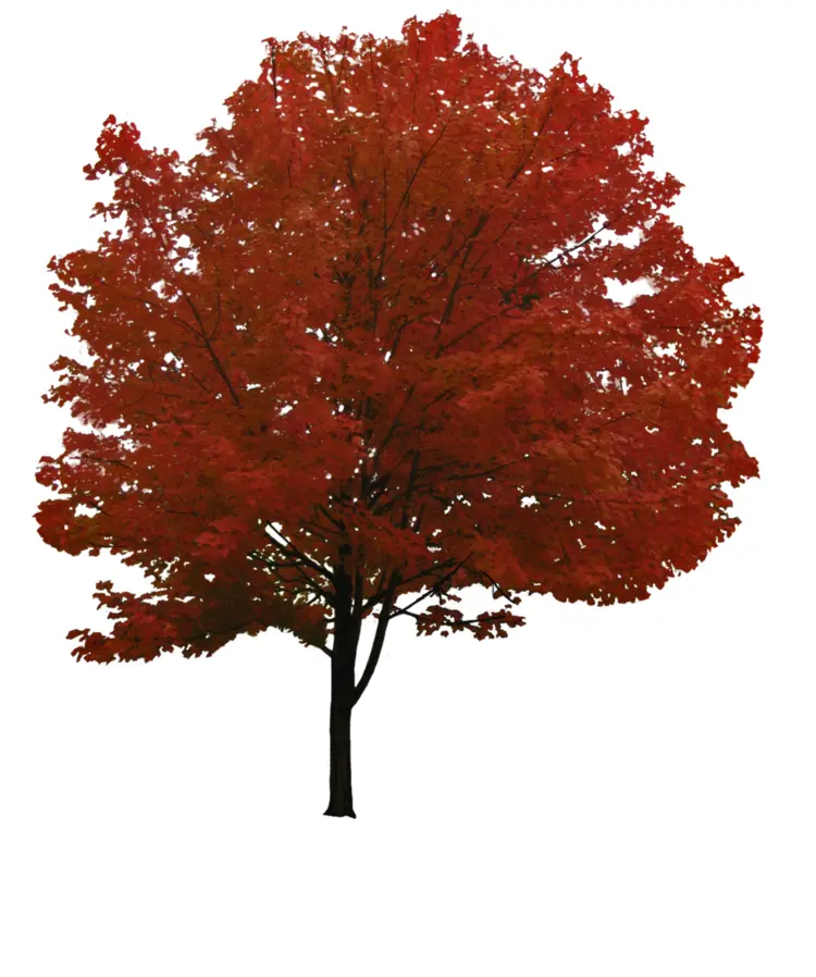 Red Tree with Autumn Leaves