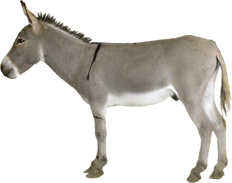 Gray Donkey Side View