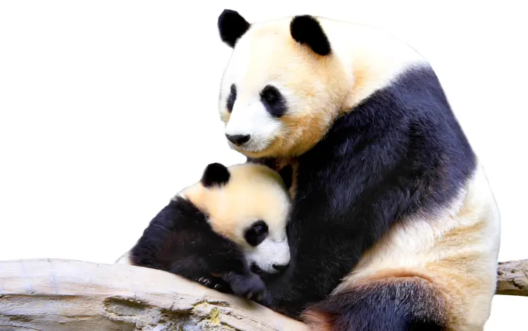 Panda and Cub Hugging