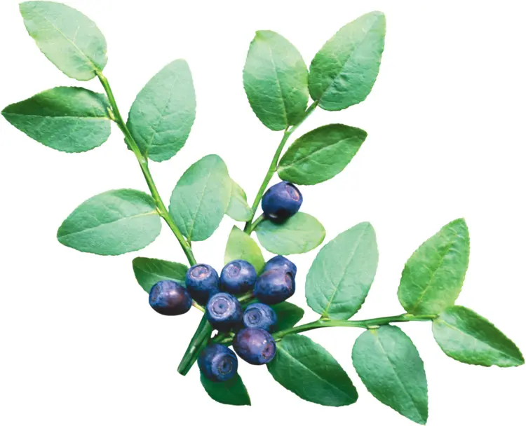 Fresh Blueberries on Branch