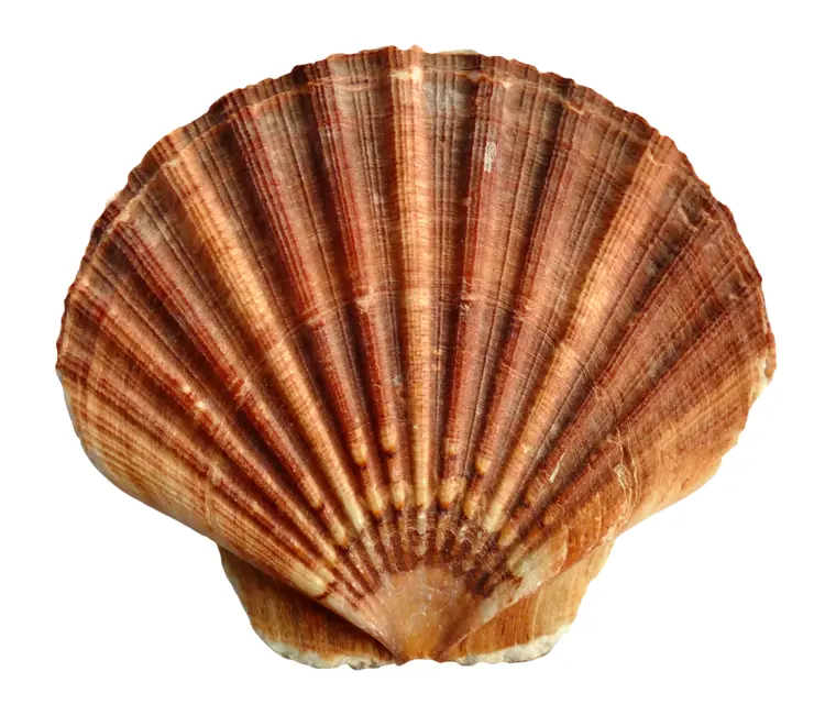 Brown Scallop Shell