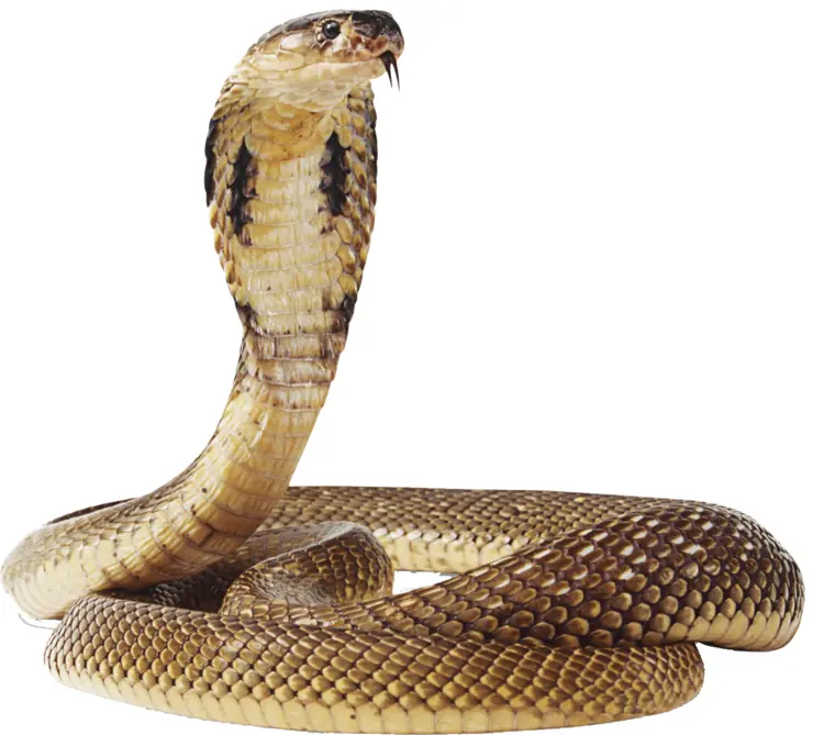 Venomous Cobra Snake