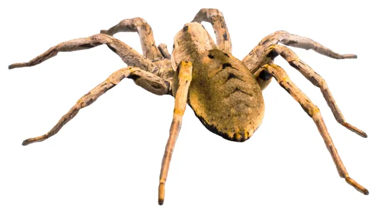 Creepy Brown Spider on Transparent Background
