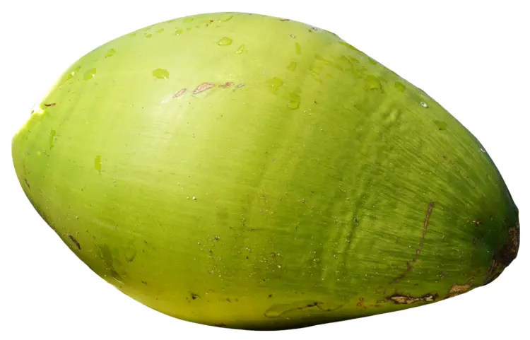 Fresh Green Coconut