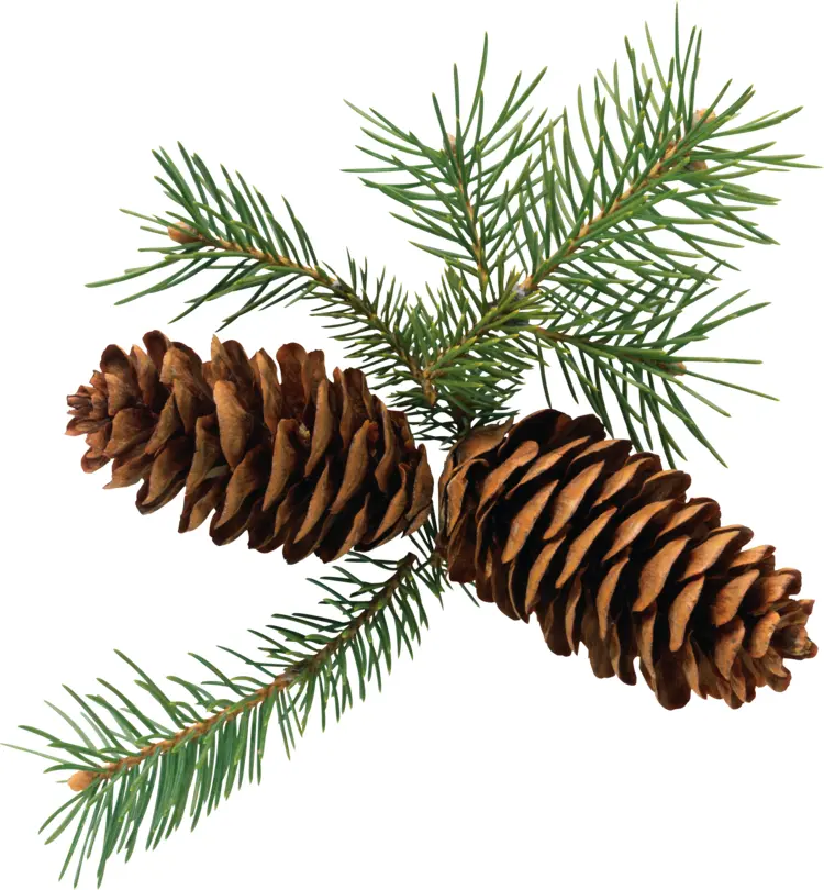 Two Pine Cones and Branches Illustration