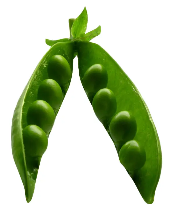 Green Peas in Pod