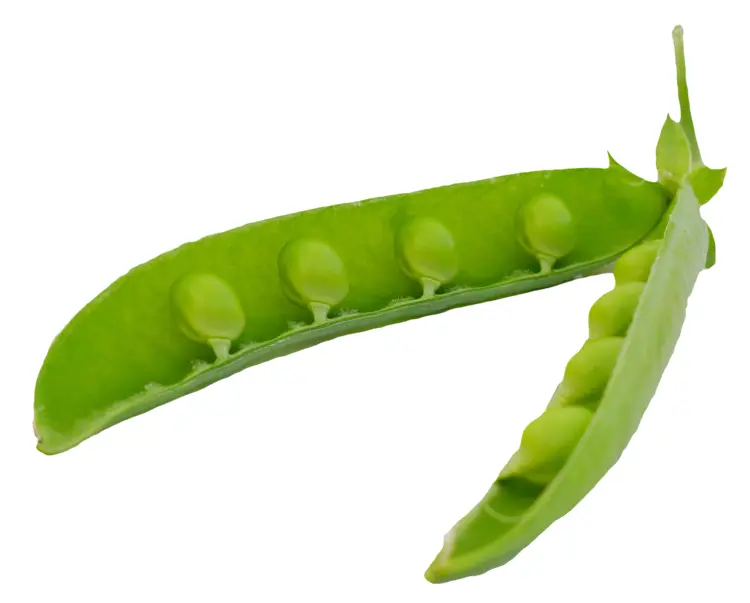Fresh Green Peas
