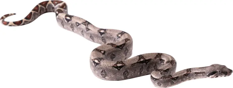 Boa Constrictor in Natural Habitat