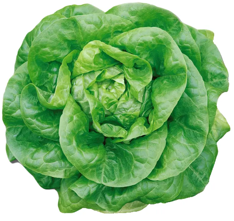 Green Leafy Lettuce
