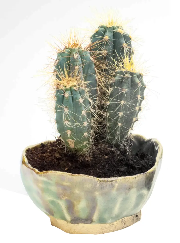 Clustered Cactus in a Pot