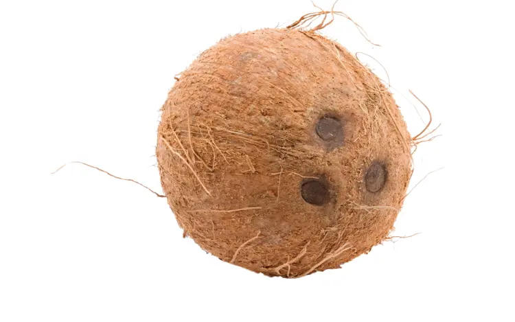 Brown Coconut with Shell