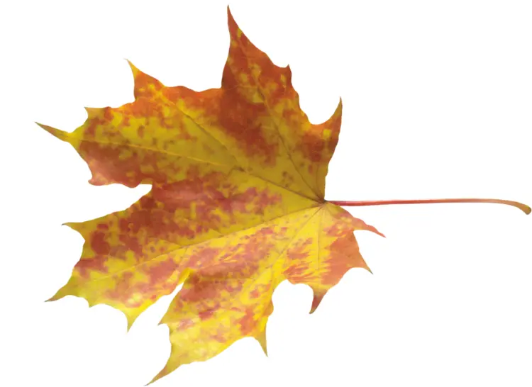 Bright Yellow Maple Leaf