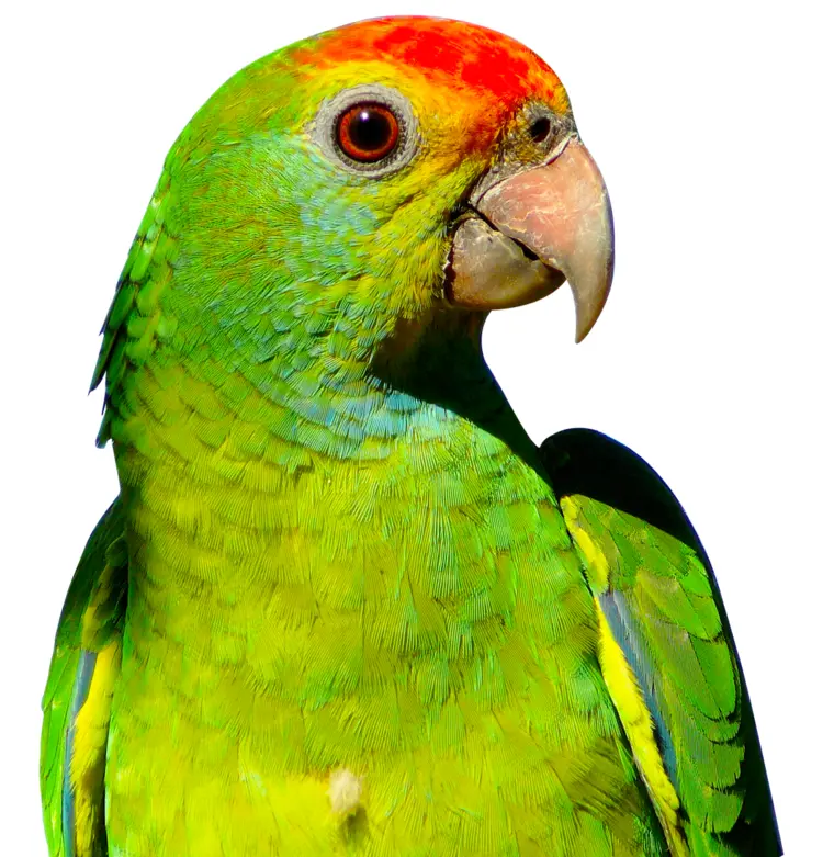 Green Parrot on Transparent Background