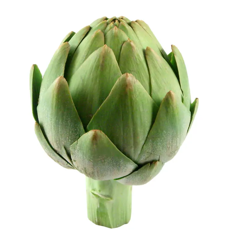 Fresh Green Artichoke
