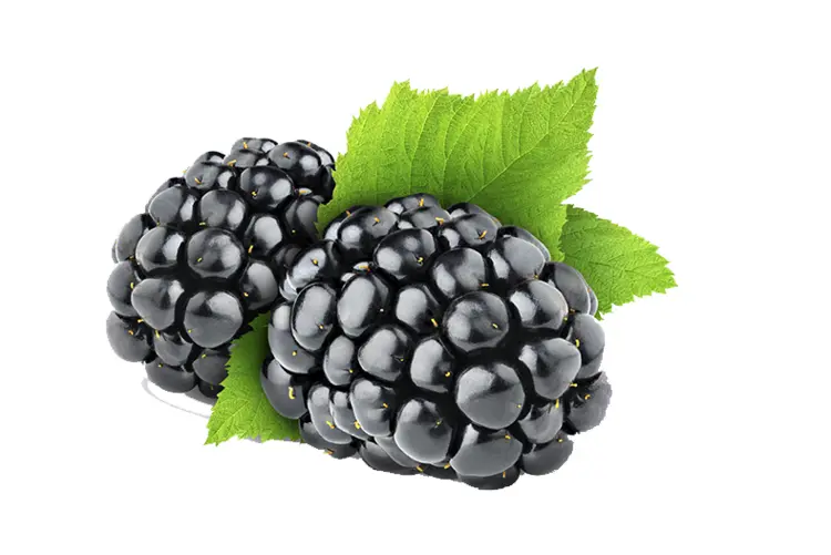Fresh Blackberries with Green Leaves