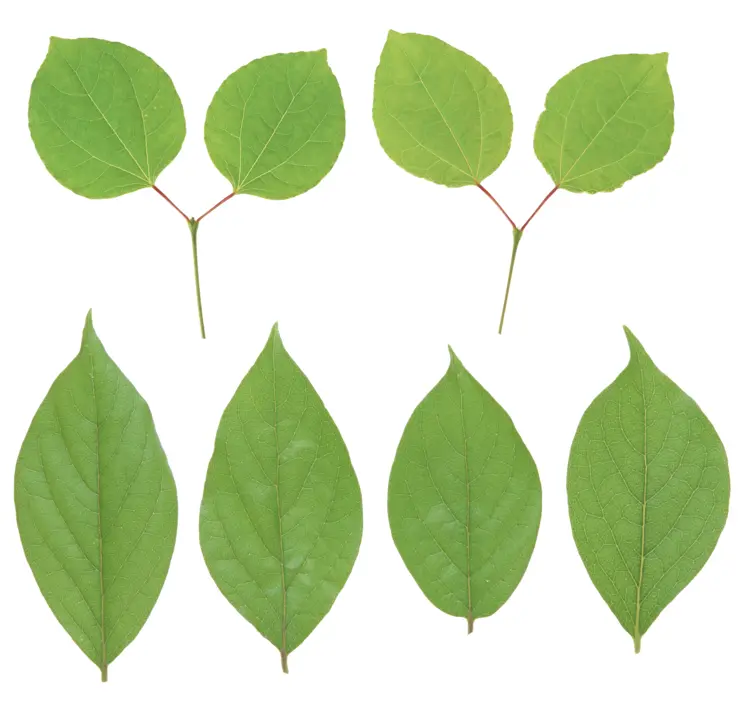 Collection of Green Leaves