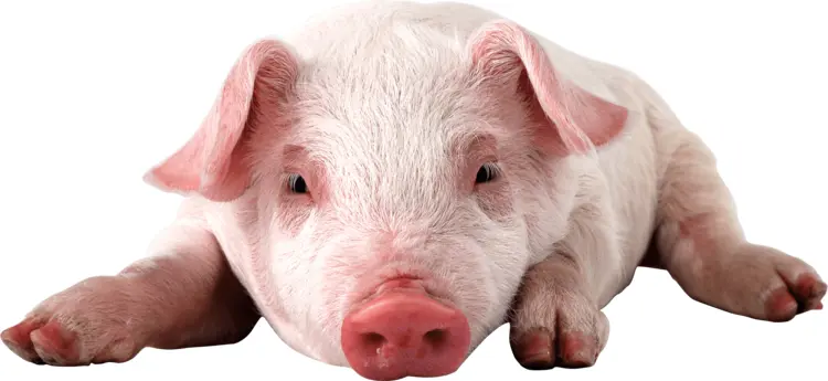 Cute Pink Piglet Lying Down