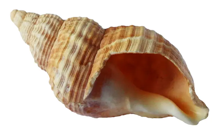 Beautiful Seashell from the Ocean